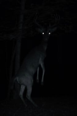 There’s A Rural Town Where The Animals Have Had Enough