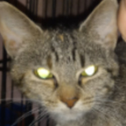 MaxIzmad avatar
