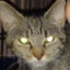 MaxIzmad avatar