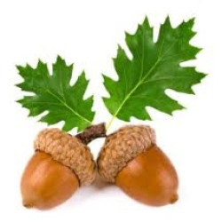 Scratimus avatar