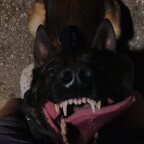 zombiepuppy avatar