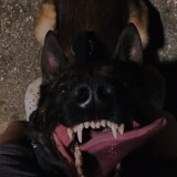 zombiepuppy avatar
