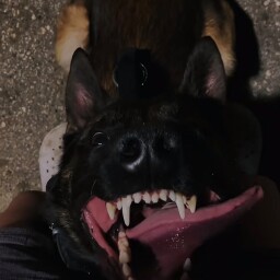 zombiepuppy avatar