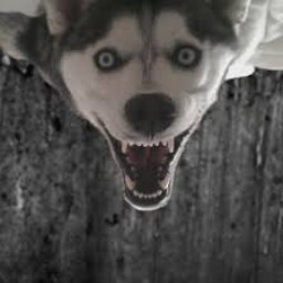 TheLastOfThem9698 avatar
