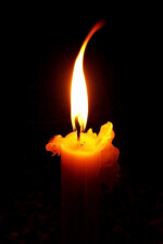 Honored Horrors: Eternal Rose written by KingdomofNightmares7
