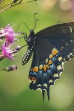 Butterflies In My Stomach written by DaveyBob2