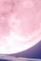 The Crimson Holly written by KingdomofNightmares7