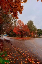 Don't Look at the Leaves in Lichford written by dimorphous_display