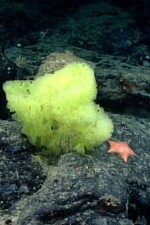 SpongeBobs Real Life written by JosephTheSnail