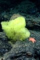 SpongeBobs Real Life written by JosephTheSnail