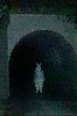 Bunny Man October 78 written by JosephTheSnail