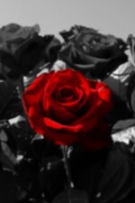 Undead Love written by Rosexoxo