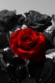 Undead Love written by Rosexoxo