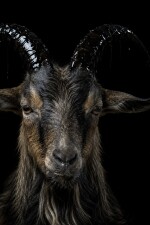 Pets: Chapter 1 Goats written by Widows_bite