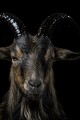 Pets: Chapter 1 Goats written by Widows_bite