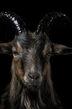 Pets: Chapter 2 The Slaughter written by Widows_bite