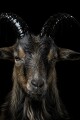 Pets: Chapter 2 The Slaughter written by Widows_bite