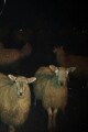 Counting Sheep Doesn't Work written by Slimebeast