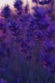 The Violet Lady written by KingdomofNightmares7