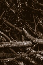 Beneath the Deadfall written by M_Quinten_ONeill