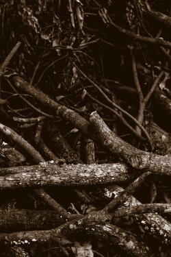 Beneath the Deadfall written by M_Quinten_ONeill