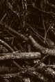 Beneath the Deadfall written by M_Quinten_ONeill