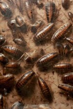 We Are But Roaches Beneath Their Feet written by Ratta