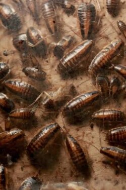 We Are But Roaches Beneath Their Feet written by Ratta