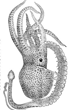Octopus written by Asher Cantrell